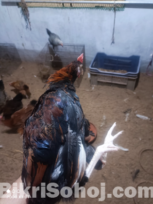 দেশি মোরগ মুরগী